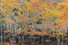 Bald Cypress tree draped in Spanish moss with fall colors Caddo Lake State Park-Uncertain-Texas Art Print